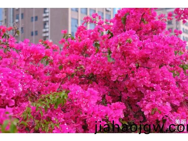 深圳(zhen)的旾(chun)天什(shen)麼顔(yan)色(se)？